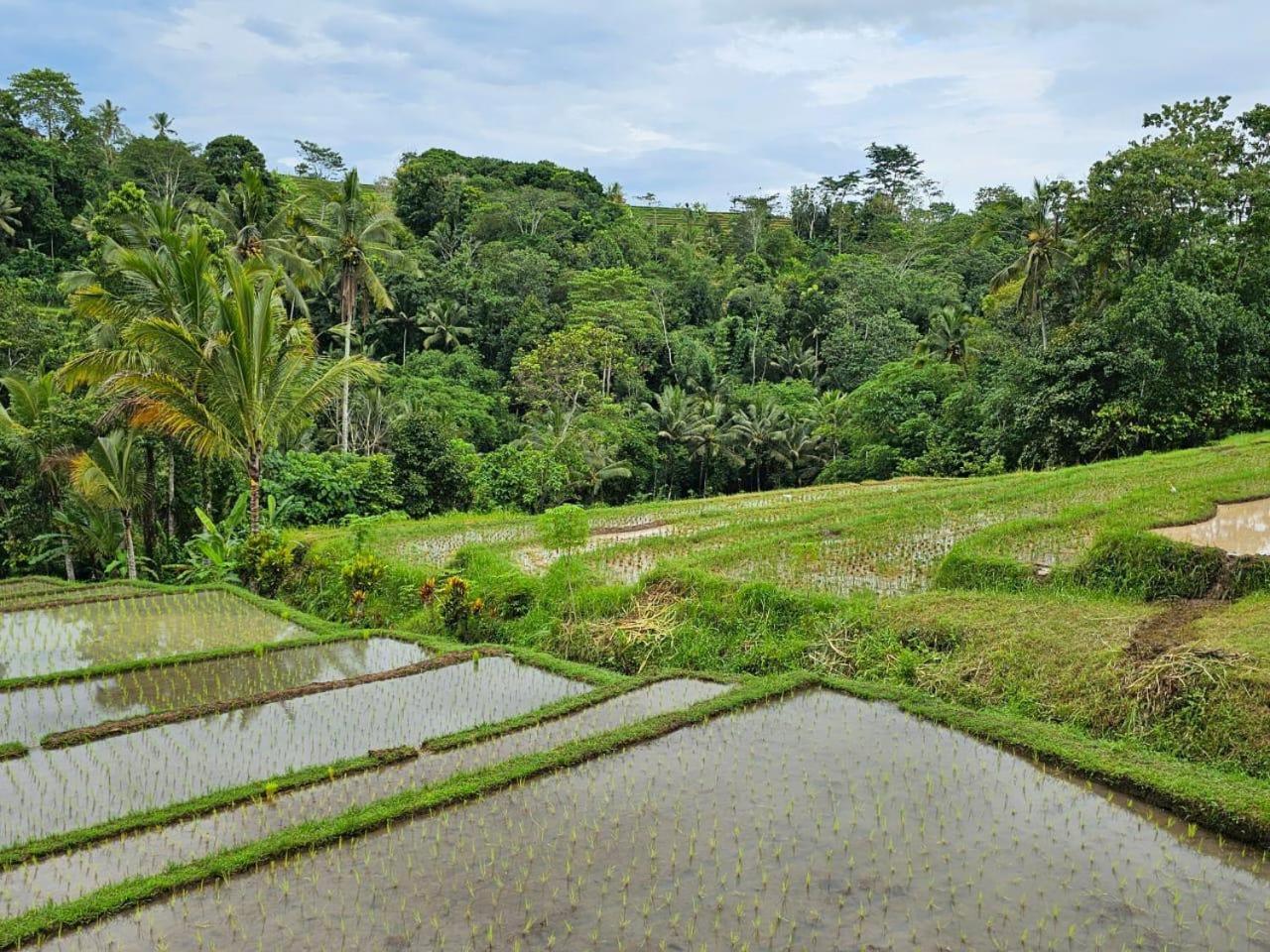 Umauthu Bali Villa Tabanan  Exterior photo